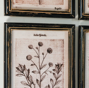 Set of 6 Botanical Leaf Prints