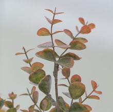 Load image into Gallery viewer, Faux Eucalyptus Stem - Summer Hue-www.proven-salle.com