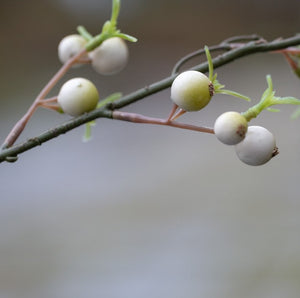 Faux Berry Branch - White-www.proven-salle.com